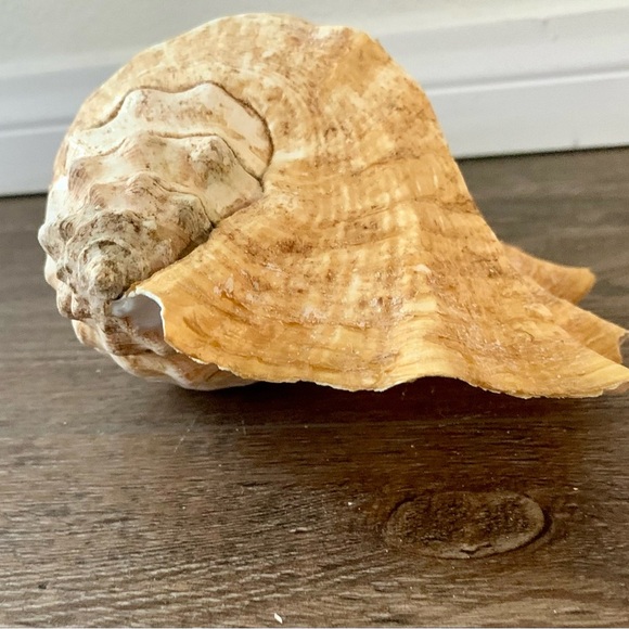 Big Sea Shell - Picture 4 of 12